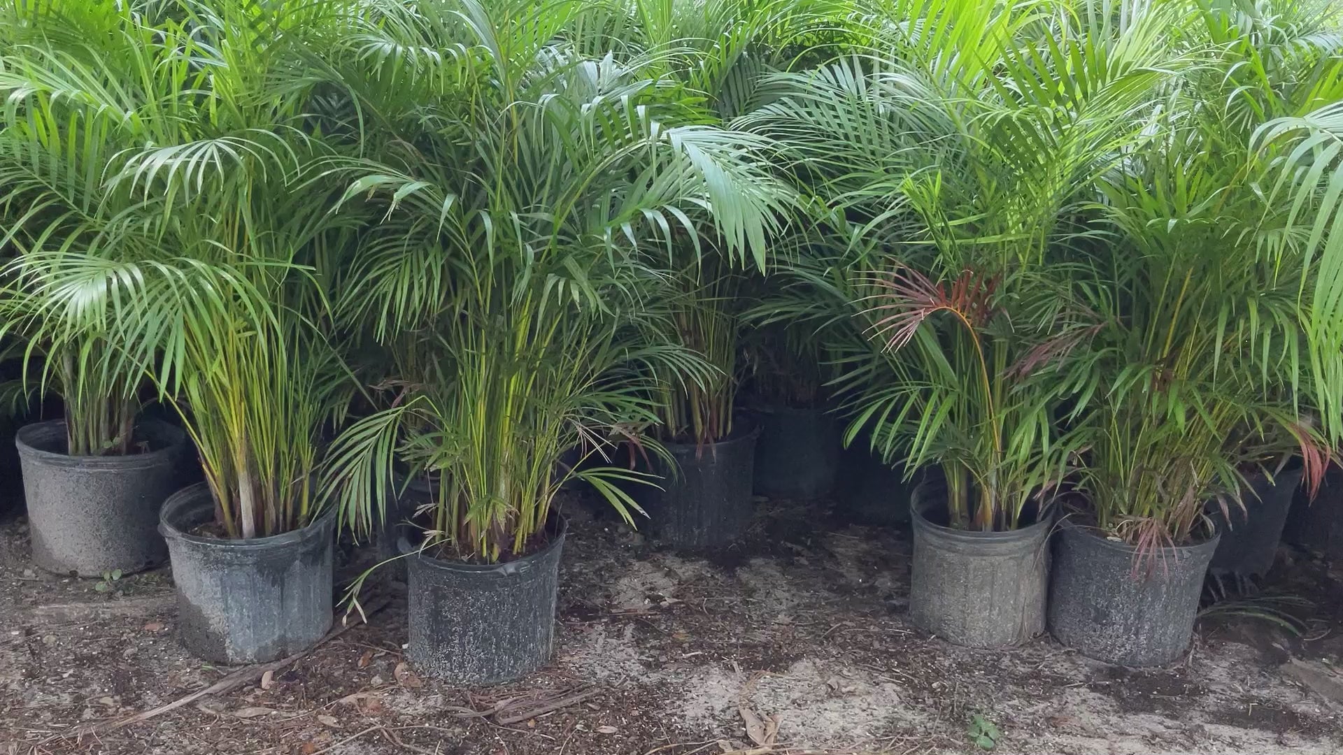 How to grow areca palm