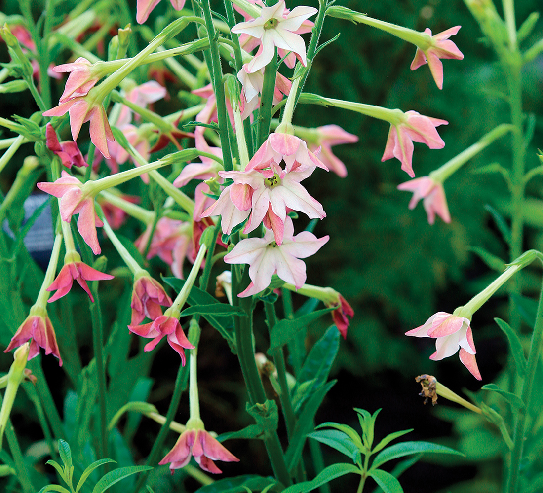 Annual Nicotiana alata Sensation