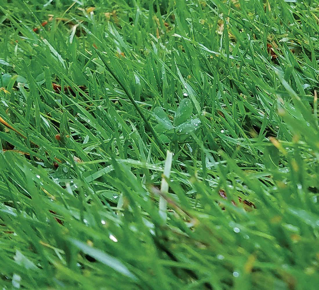 close up of turf