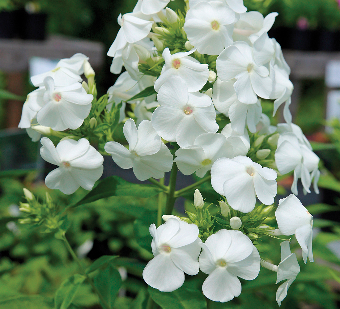 Perennial Phlox paniculata David