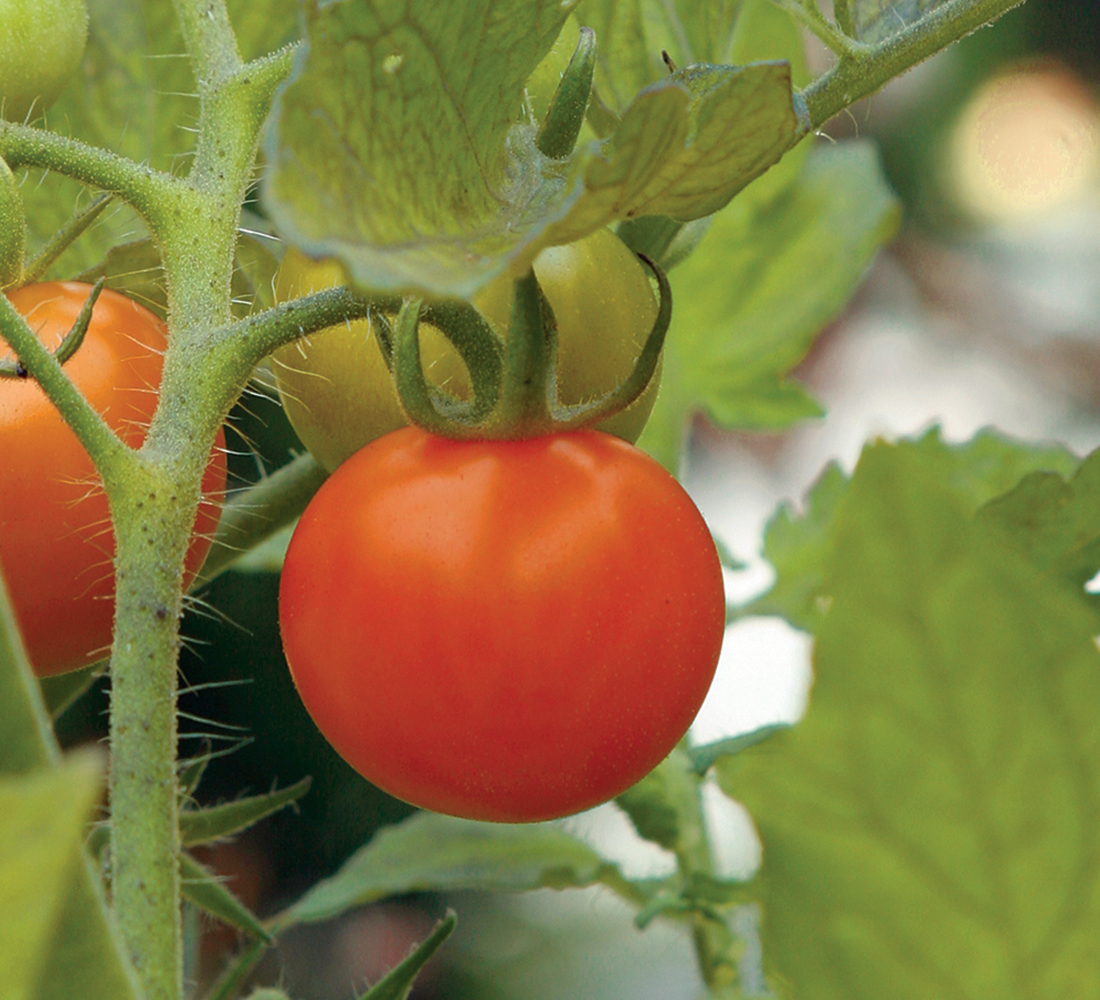 Vegetable Sun Gold Tomato