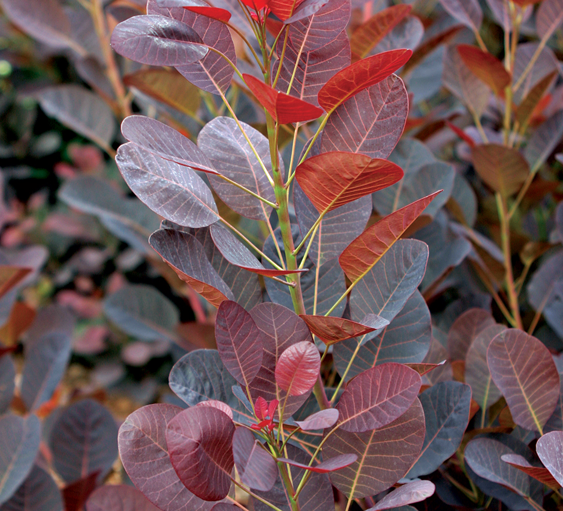 Woody Plant Cotinus coggygria Velvet Cloak