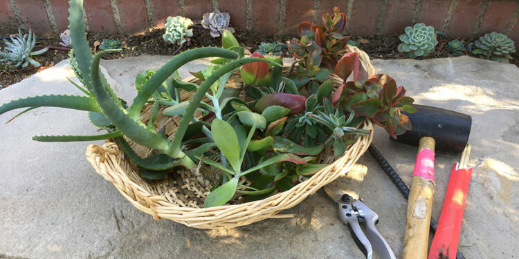 succulent cuttings