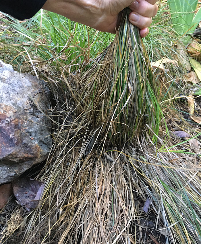 pruning grass