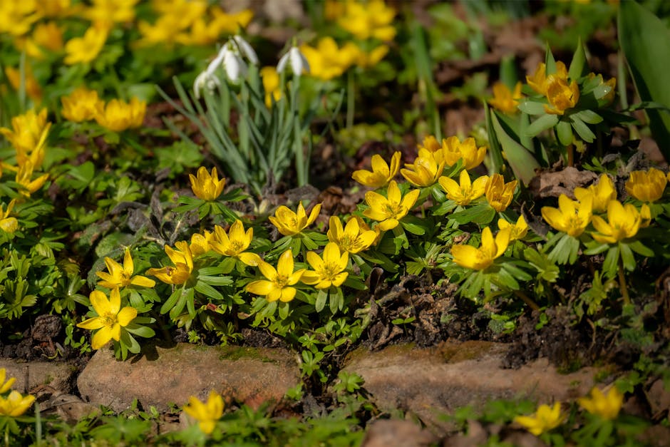 15 of the Best Flowering Ground Covers to Meet Landscaping Challenges 15 best flowering ground covers