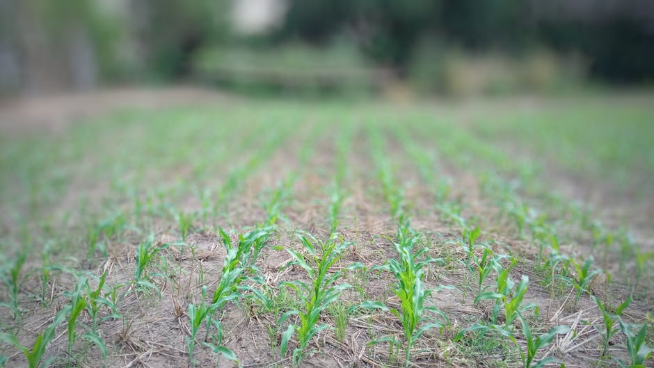 What Is Corn Seedling Blight? corn seedling blight causes
