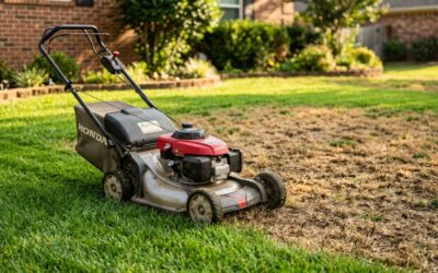 Can Chinch Bugs Be Transferred by Lawn Mowers?