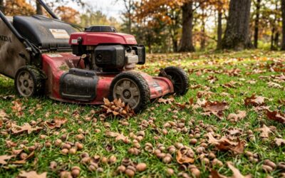 Do Acorns Damage Lawn Mowers? Complete Guide