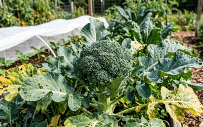 Common pests and diseases of broccoli - home garden with row cover protection